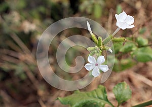 White flowers of Western Ghat India