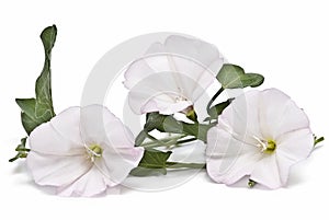 White flowers on white background.