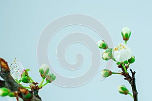 White flowers on white background