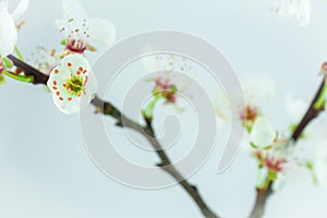 White flowers on white background