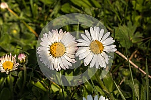 White flowers