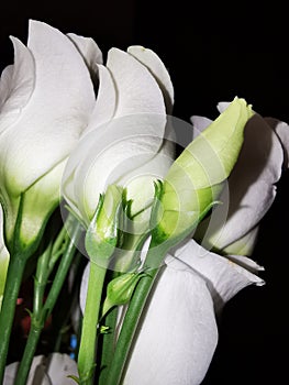 White flowers dancing in the dark photo