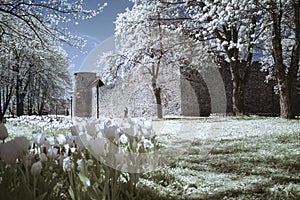 White flowers and white trees