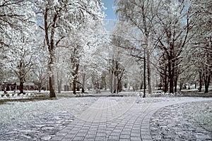 White flowers and white trees