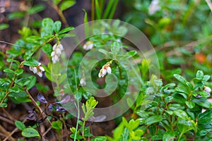 White flowers of wild cranberry berries in the spring in the forest