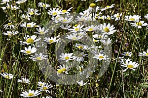 White flowers of wild daisies among the green grass close-up in the sun