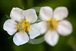 White flowers of the wild strawberry (Fragaria vesca)