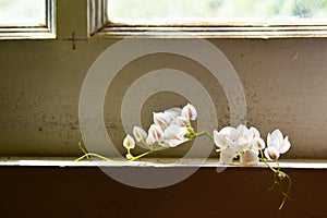 The White Flowers on the Window frame