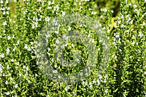 White flowers of winter savory