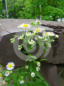 White flowers and wooden bench in the park