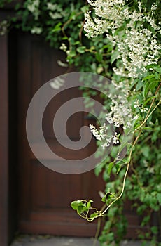White flowers and wooden door