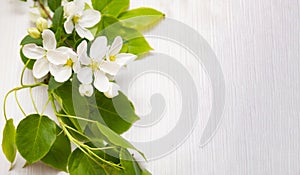 white flowers on a wooden white background, apple tree color, place for text