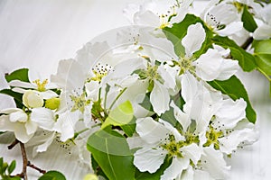 white flowers on a wooden white background, apple tree color, place for text