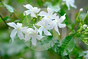 White flowers Wrightia religiosa blooming on green leaves closeup