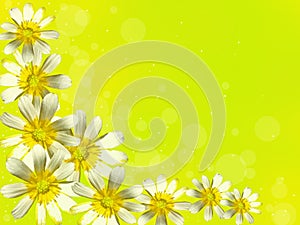 White flowers on a yellow background. photo