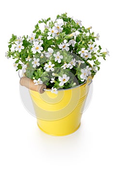 White flowers in yellow bucket photo