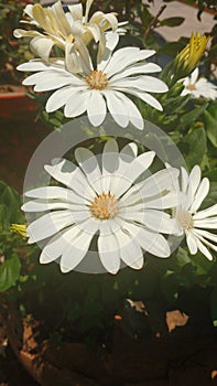 White flowers with yellow center photo