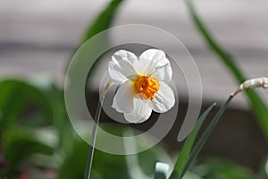 White flowers with a yellow center, long leaves on thin legs.