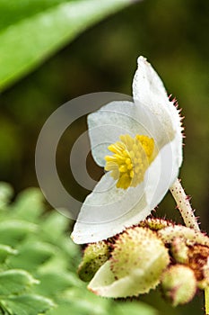 White flowers with yellow pistils