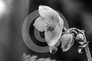 White flowers in black and white photo