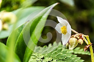 White flowers with yellow pistils photo