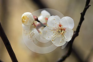 White Flowers With Yellow Stamen on a Twig