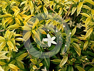 White flowers with yellowing leaves