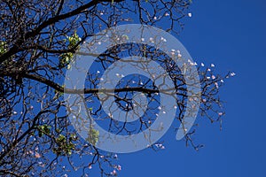 White flowery pe with blue sky.