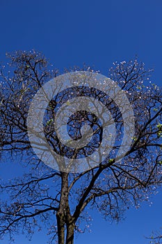 White flowery pe with blue sky.