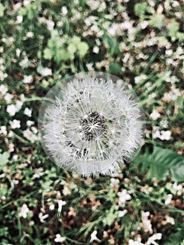 spring flowers bloom and become a circle of white fluf