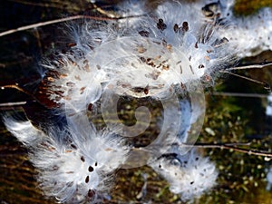 White fluff on dry branches on the nature