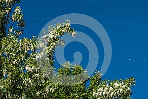 White fluff flies from a female poplar tree against a blue sky.