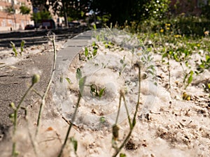 White fluff Vilanos de poppo forming a cottony layer on the ground photo