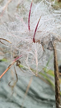 White fluff of a wilting plant