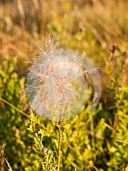 A white fluffly cloud of milk thistle flower heads in the summer