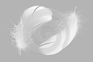 White Fluffly Feathers on Gray Background. Swan Feather.