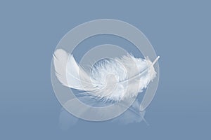 White Fluffly Feathers with Reflection. Swan Feather on a Blue Background.
