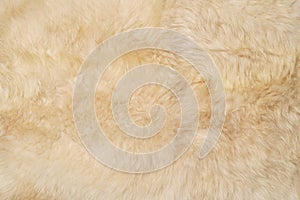 White fluffy animal fur, top view. White goat fur texture