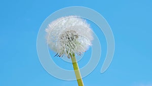 White fluffy ball of dandelion flower seeds on a blue sky background.