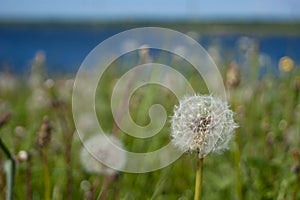 White fluffy balls of dandelion flower on the high bank of the river. The river is visible in the background. Defocus