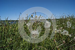 White fluffy balls of dandelion flower on the high bank of the river. The river is visible in the background. Defocus
