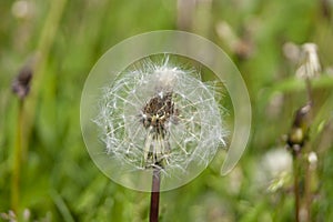 White fluffy balls of dandelion flower on the high bank of the river. The river is visible in the background. Defocus