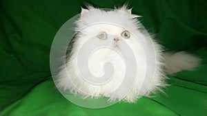 White fluffy beautiful Persian cat on the drapery green background. Blue eyes, fluffy tail. Sweet lovely pretty long haired cat