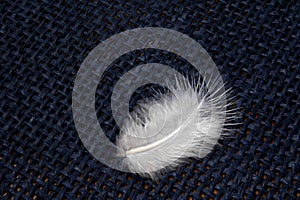 White, fluffy bird feather on a blue textured background