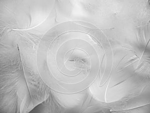 White fluffy bird feathers. Beautiful fog. A message to the angel. The texture of delicate feathers. soft focus