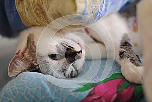 White fluffy blue-eyed cat funny luxuriating in bed. Wrapped in a blanket. Close-up of portrait