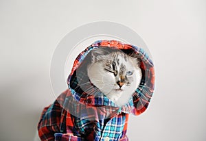 White fluffy blue-eyed cat in a plaid shirt with a hood on a light background. Close-up portrait. Frowns, winks
