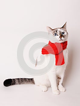 White fluffy blue-eyed cat in a red knitted scarf. On white background, isolated photo