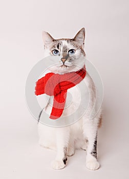 White fluffy blue-eyed cat in a red knitted scarf. On white background, isolated photo