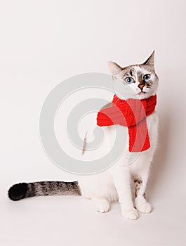 White fluffy blue-eyed cat in a red knitted scarf. On white background, isolated
